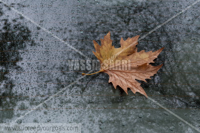 leaves 212017-104-7
