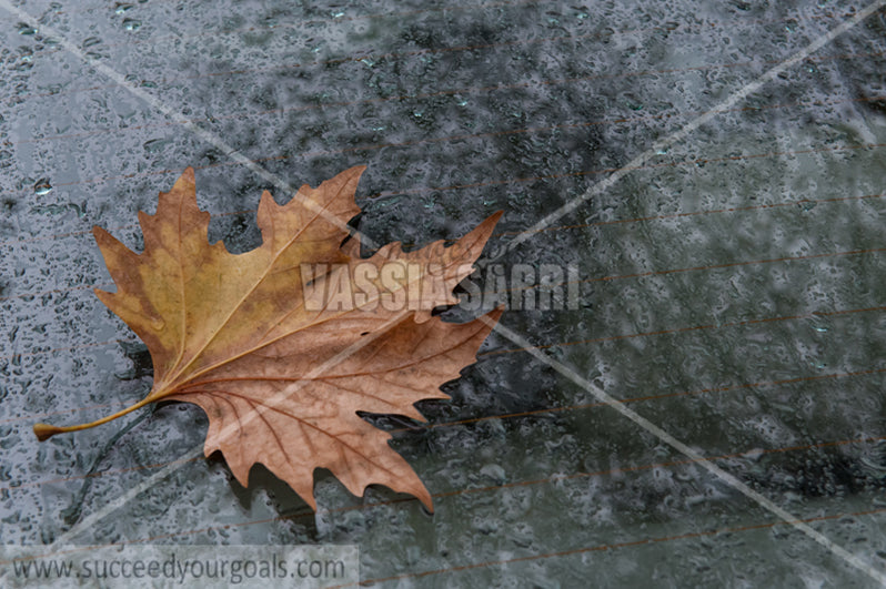 leaves 212017-105-8