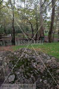 Green Grass - Brown leaves on the ground - Autumn forest 212017-106-9