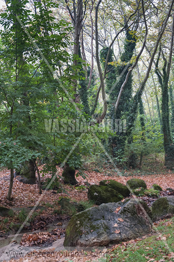 rainy - Brown leaves on the ground - Autumn forest 212017-107-10