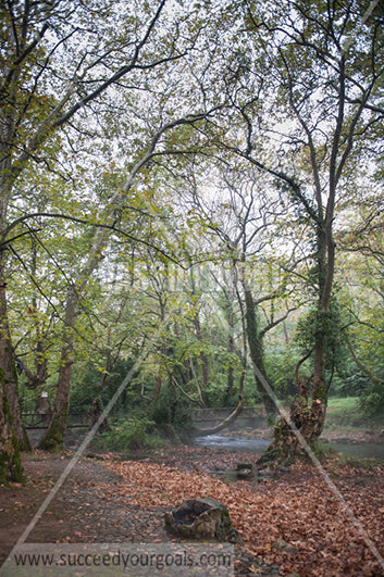 rainy - Brown leaves on the ground - Autumn forest 212017-108-11