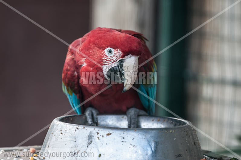 Parrots 212017-145-52