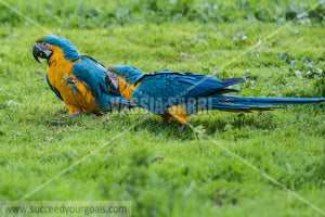 Parrots 212017-146-53