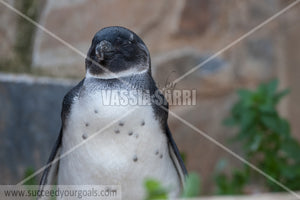Penguin 212017-149-56
