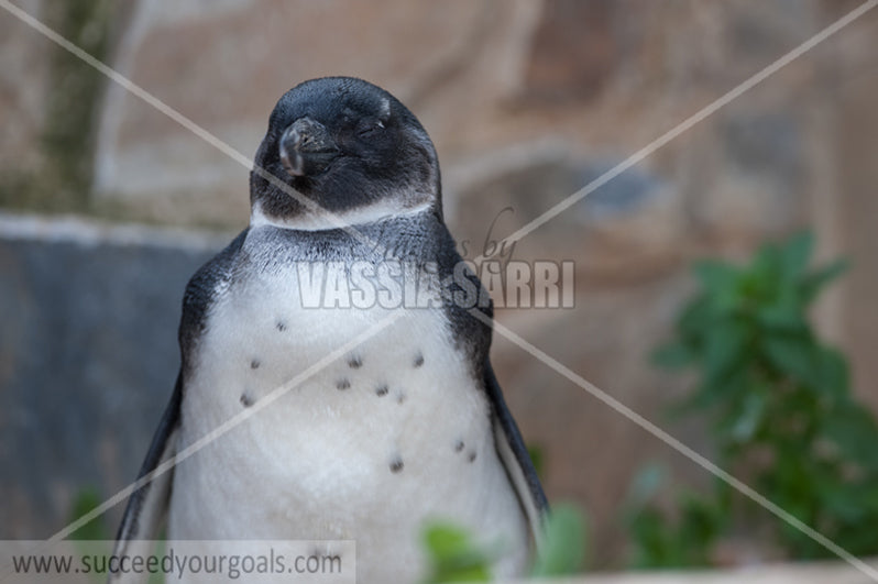 Penguin 212017-149-56