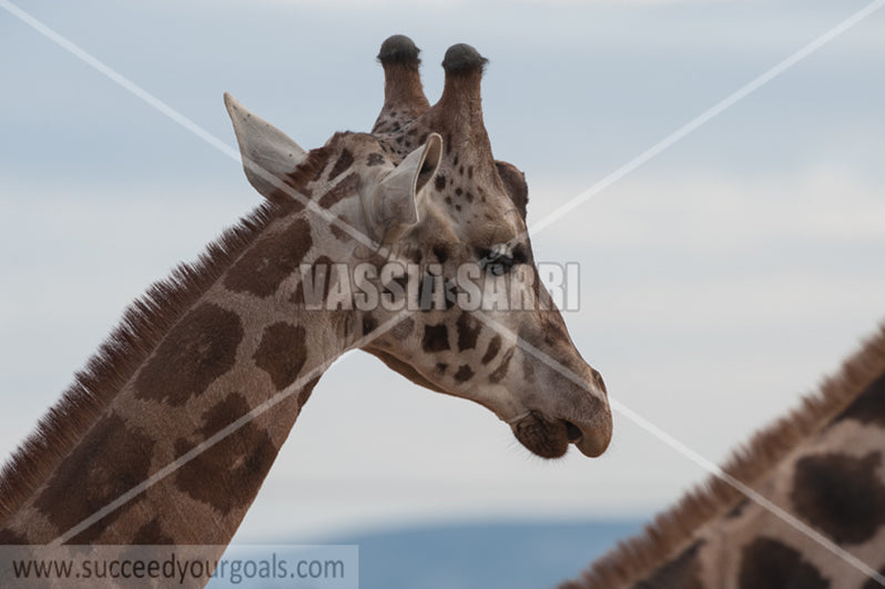 Giraffe-212017-151-59