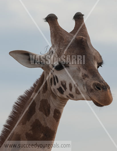 Giraffe-212017-152-60