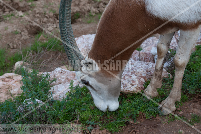 Goat-212017-153-61