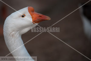 Goose 212017-249