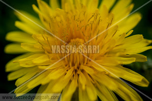 yellow flower close up 212017-172-82