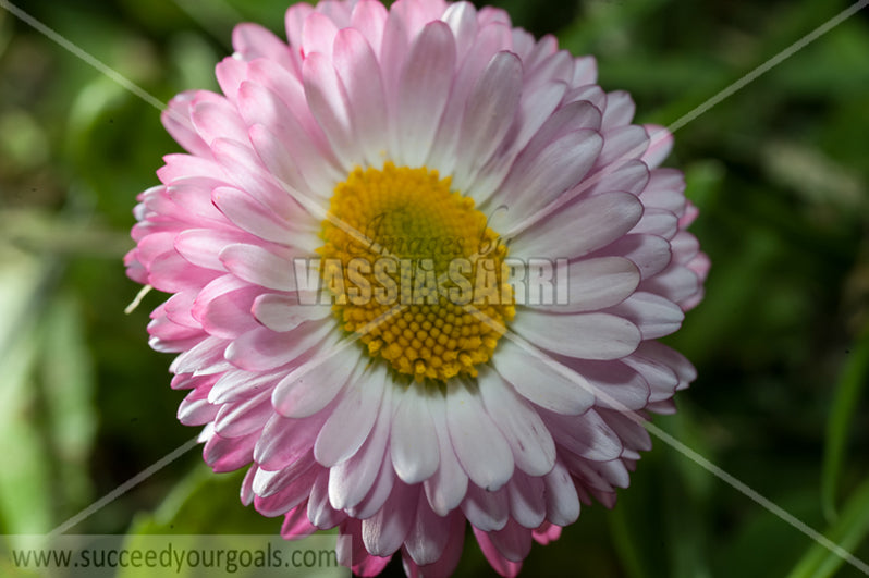 pink flower close up 212017-173-83