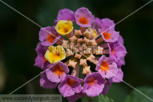 pink flower close up 212017-175-85