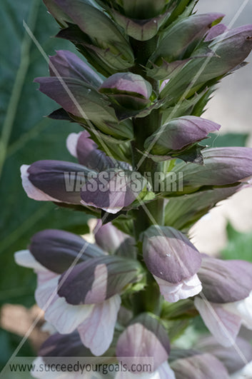 flowers 212017-179-89