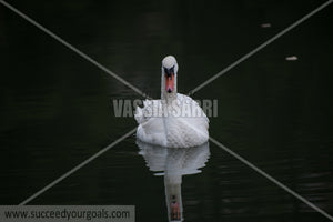 swans 212017-214-129