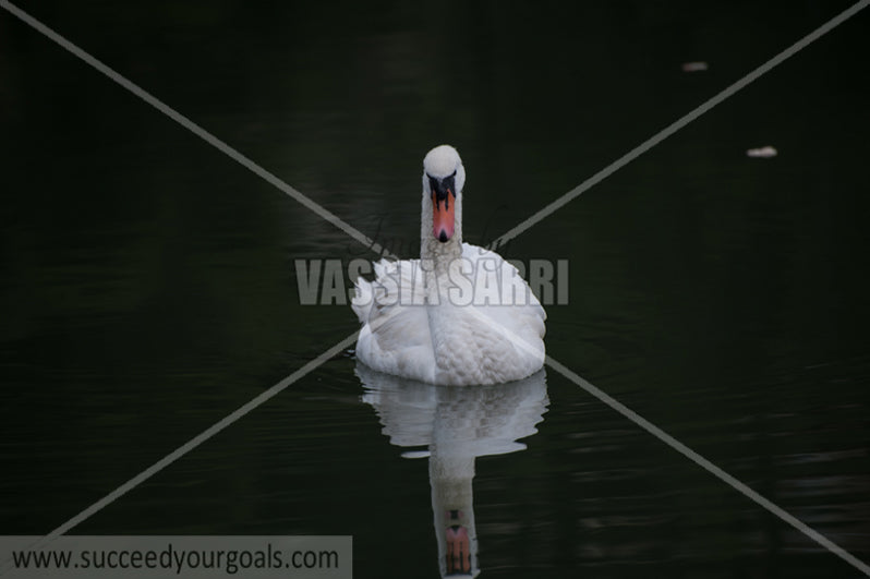 swans 212017-214-129