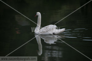 swans 212017-220-136