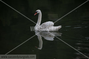 swans 212017-221-137