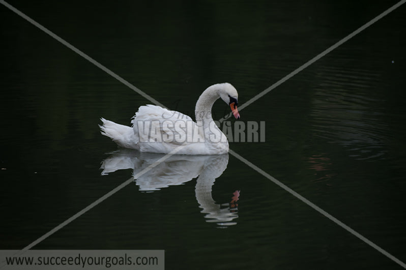 swans 212017-226-142