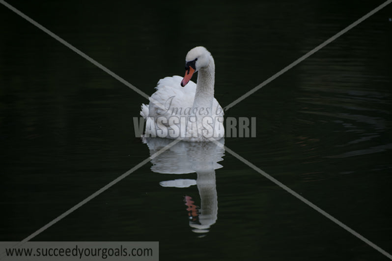 swans 212017-228-144