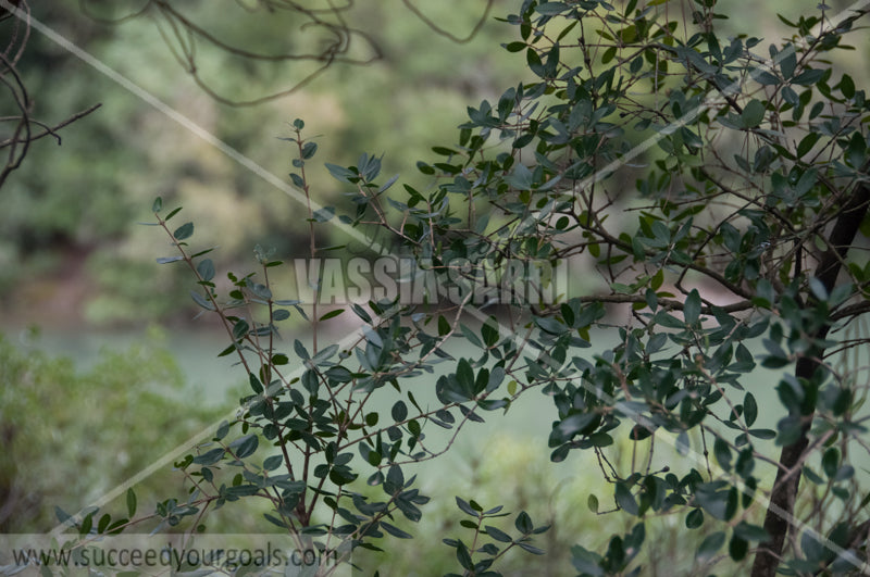 leaves 212017-235-152