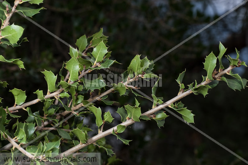 oak leaves 212017-240-158