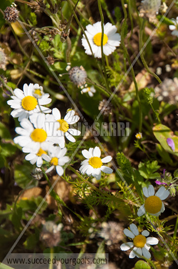 flowers daisies 212017-259-178