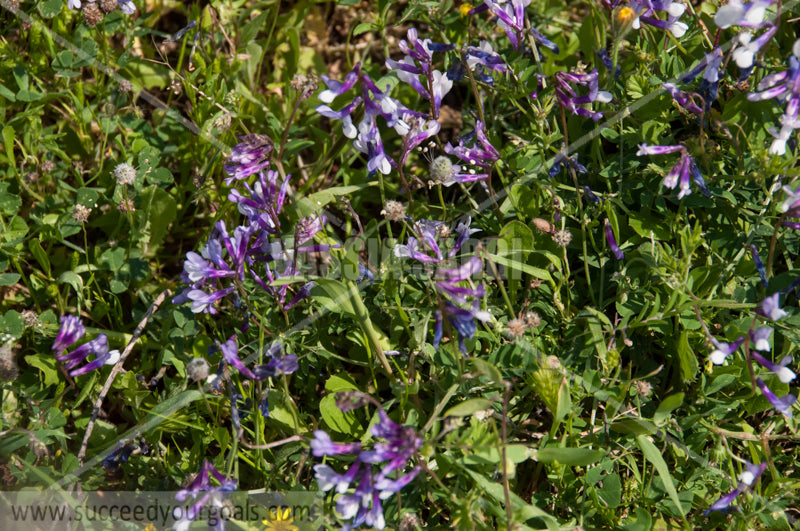 flowers 212017-261-181