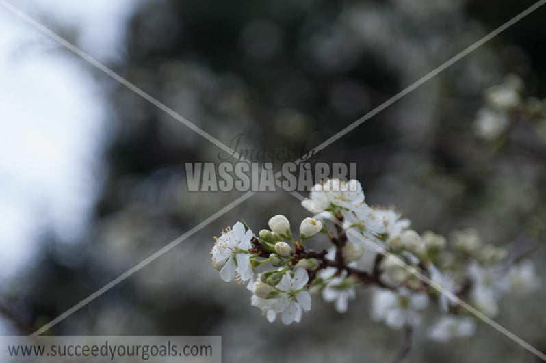 Almond blossoms on tree branch rri-212017-271-904