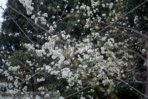 Copy of Almond blossoms on tree branch 212017-272-193