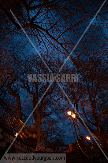 misc trees 212017-277-198