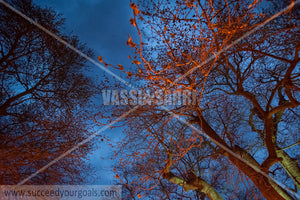 misc trees 212017-278-199