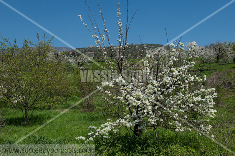 Trees Blossoms 212017-284-206