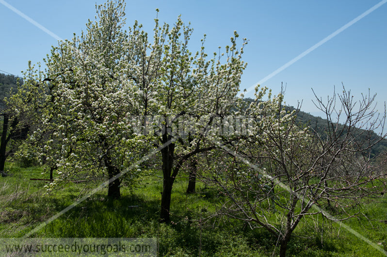 Trees Blossoms 212017-285-207