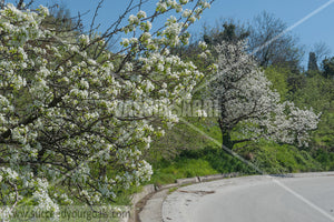 Trees Blossoms 212017-286-208