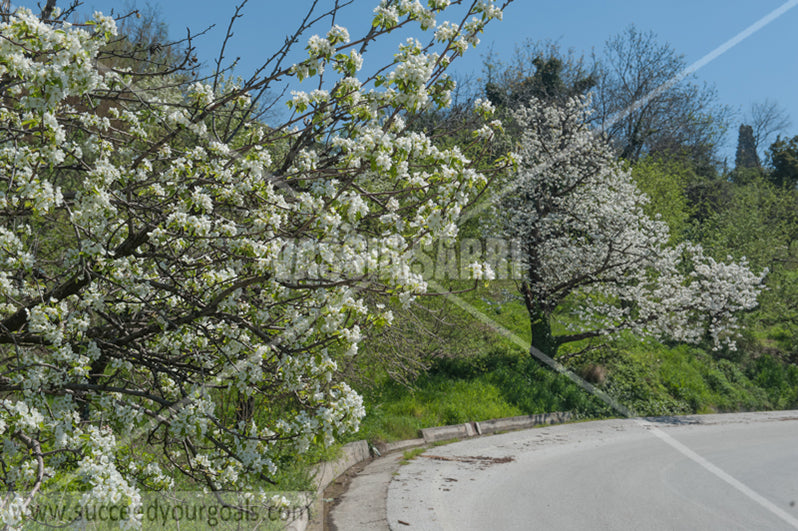 Trees Blossoms 212017-286-208