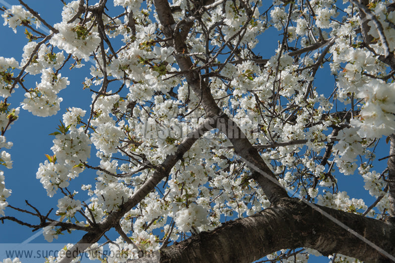 Trees Blossoms 212017-287-209