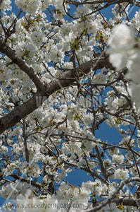 Trees Blossoms 212017-288-210