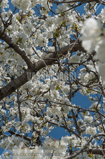 Trees Blossoms 212017-288-210