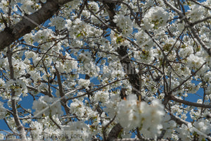 Trees Blossoms 212017-289-211
