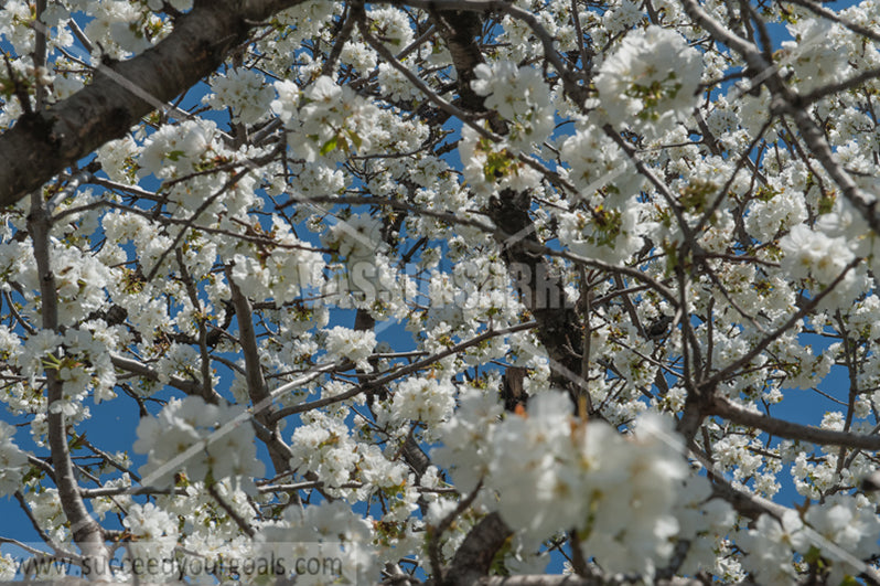 Trees Blossoms 212017-289-211