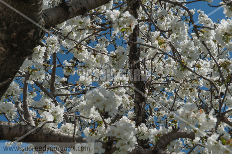 Trees Blossoms 212017-290-213