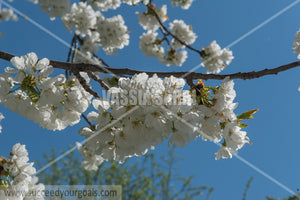 Trees Blossoms 212017-291-214