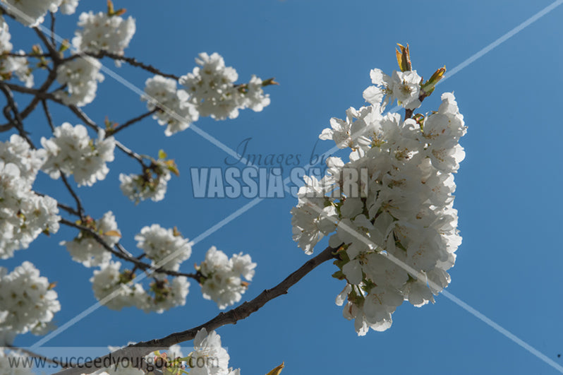 Trees Blossoms 212017-292-215