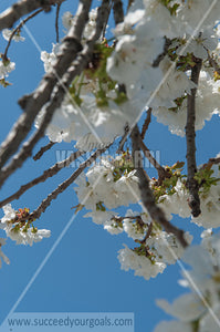 Trees Blossoms 212017-293-216