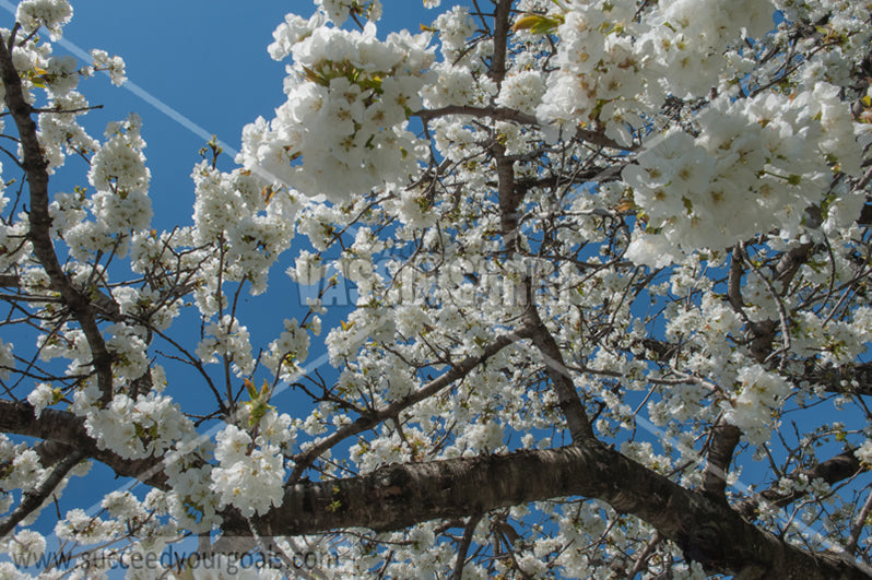 Trees Blossoms 212017-294-217