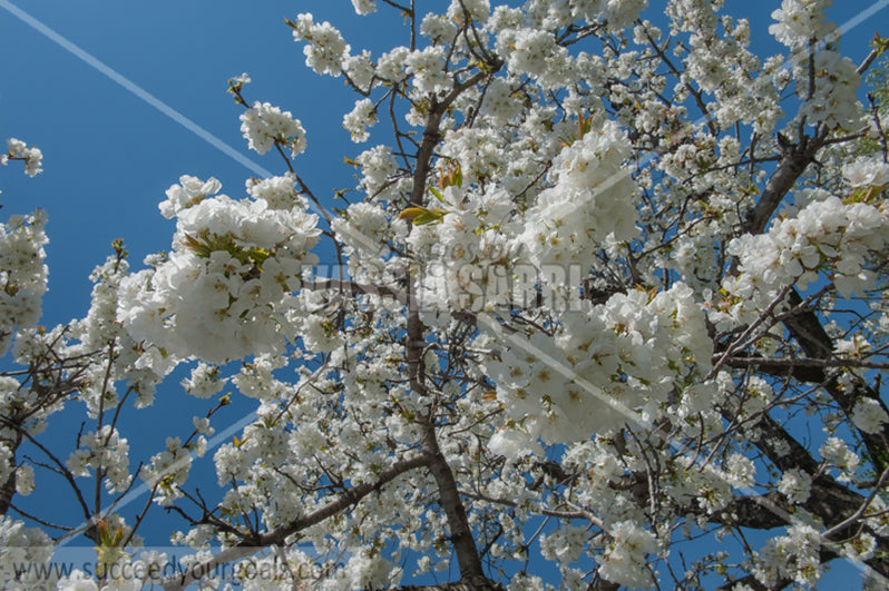 Trees Blossoms 212017-295-218