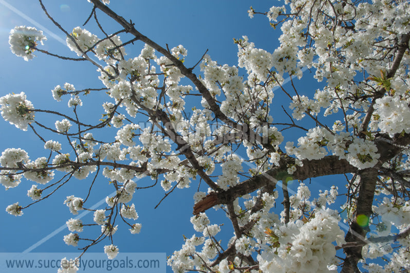 Trees Blossoms 212017-296-219