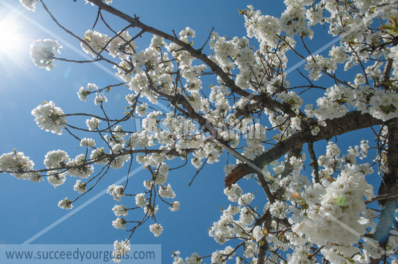 Trees Blossoms 212017-297-220
