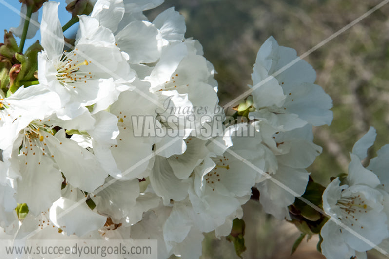 Almond blossoms on tree branch 212017-302-227
