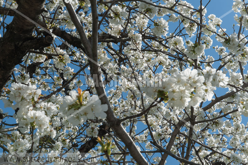 Trees Blossoms 212017-303-228